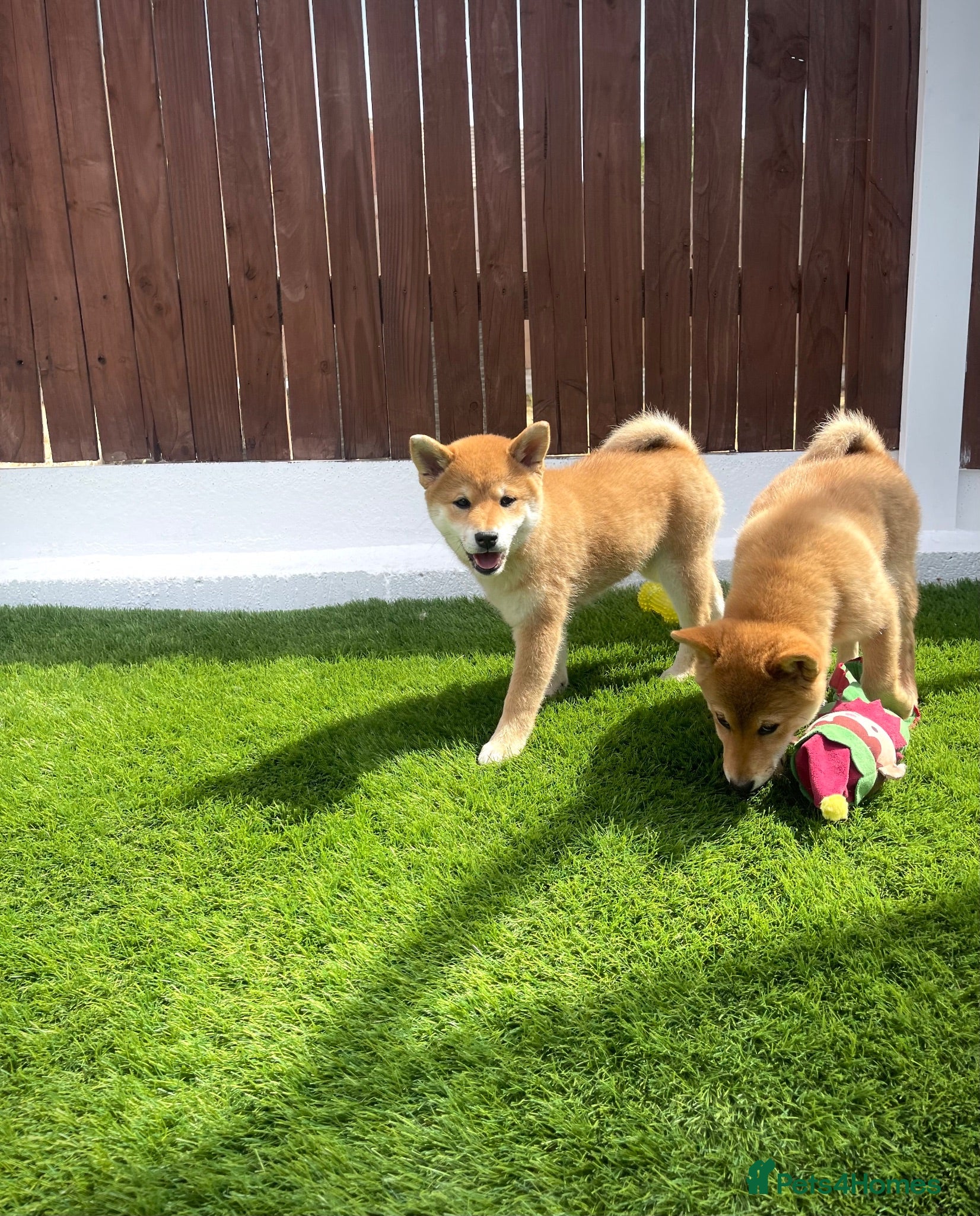 Japanese Shiba Inu dogs KC registered Japanese Shiba Inu puppies - Advert 3