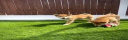 Japanese Shiba Inu dogs for sale: KC registered Japanese Shiba Inu puppies - Advert 4