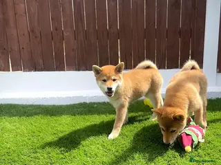 Japanese Shiba Inu dogs KC registered Japanese Shiba Inu puppies - Advert 5