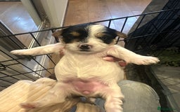 Yorkshire Terrier dogs for sale: Yorkies puppies for sale - Image 6