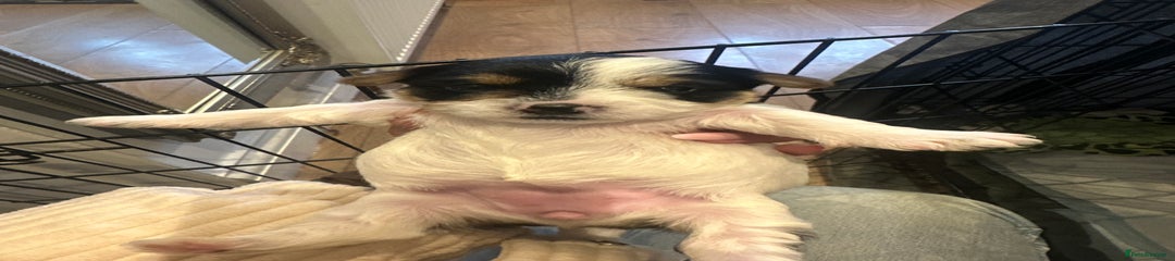 Yorkshire Terrier Puppy 7