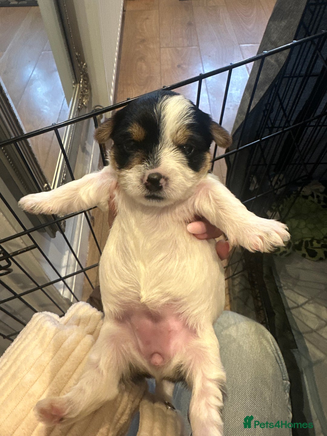 Yorkshire Terrier dogs for sale: Yorkies puppies for sale - Image 6