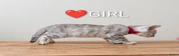 Bengal cats for sale: TICA Registered Bengal Kittens|Health Tested ❤️ - Advert 15