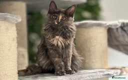Maine Coon cats for sale: Tica Stunning Kittens  - Image 29