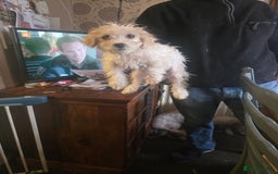 Cavachon dogs for sale: Bichon  - Image 3