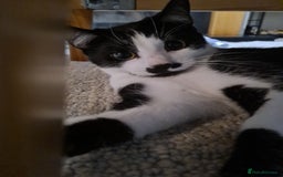Mixed Breed cats for sale: Adorable Bonzo needs a loving home - Image 9