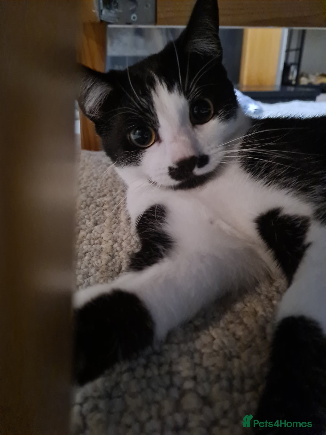 Mixed Breed cats for sale: Adorable Bonzo needs a loving home - Image 9