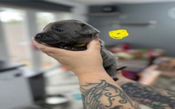 Mixed Breed dogs for sale: staffy x cane corso  - Image 18