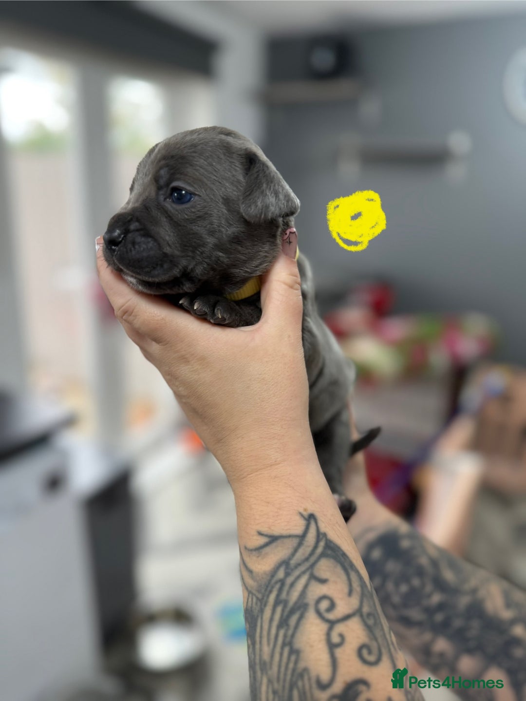 Mixed Breed dogs for sale: staffy x cane corso  - Image 18