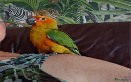 Conures birds for sale: Free flying  baby Sun Conure  - Image 3