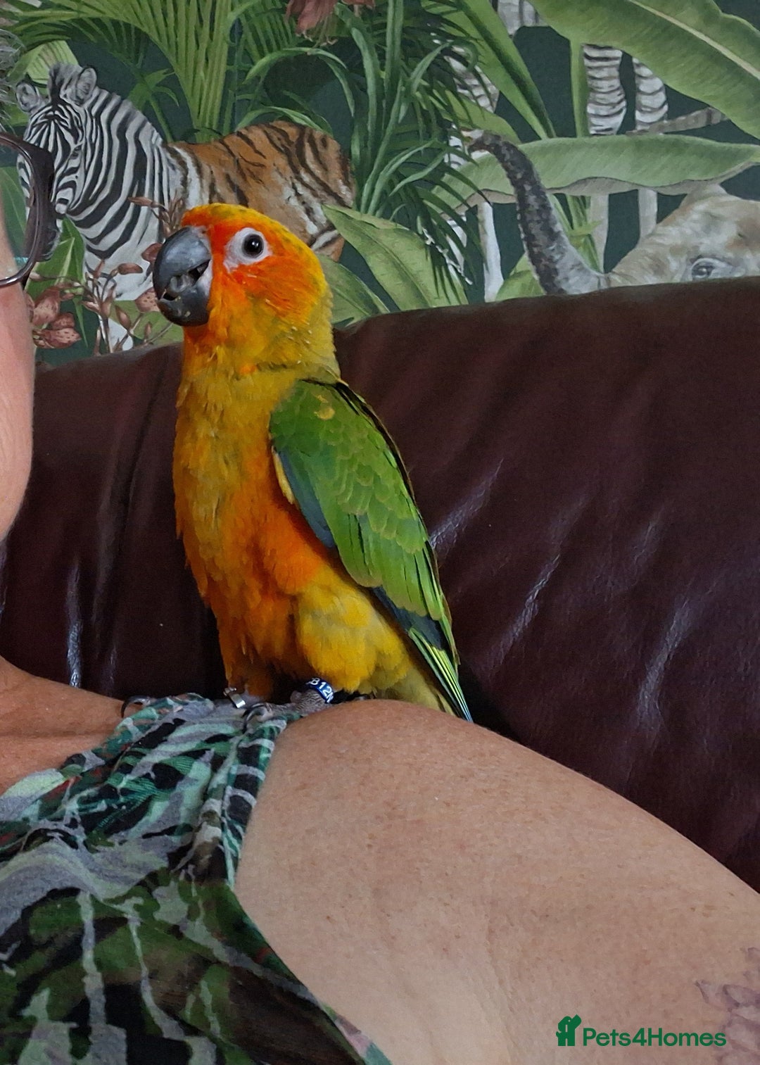 Conures birds for sale: Free flying  baby Sun Conure  - Image 3