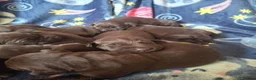 Labrador Retriever dogs for sale: Beautiful KC Registered Chocolate Labrador puppies - Advert 5