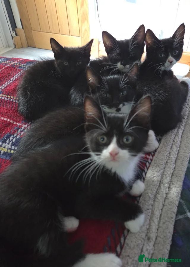 Mixed Breed cats Tuxedo Kittens Ready For a Home - Advert 1