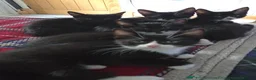 Mixed Breed cats for sale: Tuxedo Kittens Ready For a Home - Advert 1