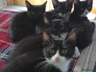 Mixed Breed cats Tuxedo Kittens Ready For a Home - Advert 1