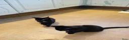 Mixed Breed cats for sale: Miss Jolanta - Advert 1