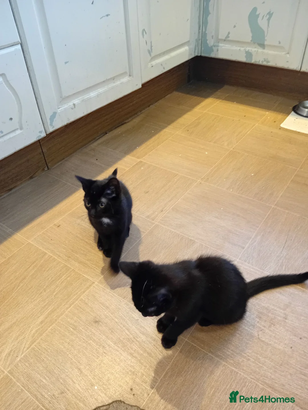 Mixed Breed cats for sale: Miss Jolanta - Advert 1