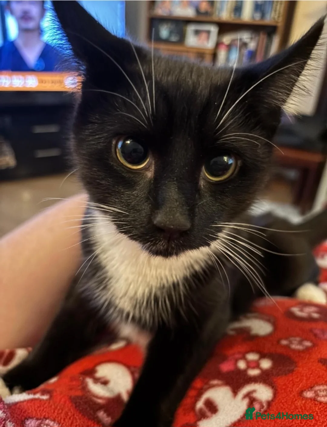 Domestic Shorthair cats for sale: Tootsie - Advert 1