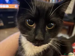 Domestic Shorthair cats Tootsie - Advert 1