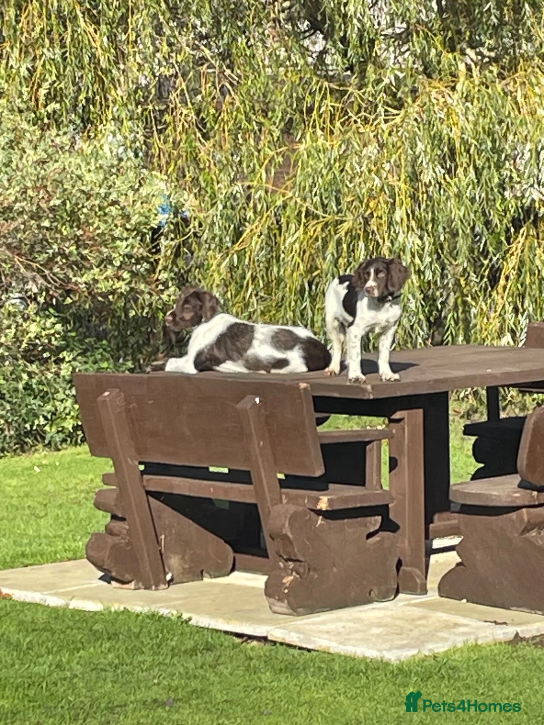 English Springer Spaniel dogs for sale:  KC registered Springer Spaniel Puppy for Sale - Advert 3