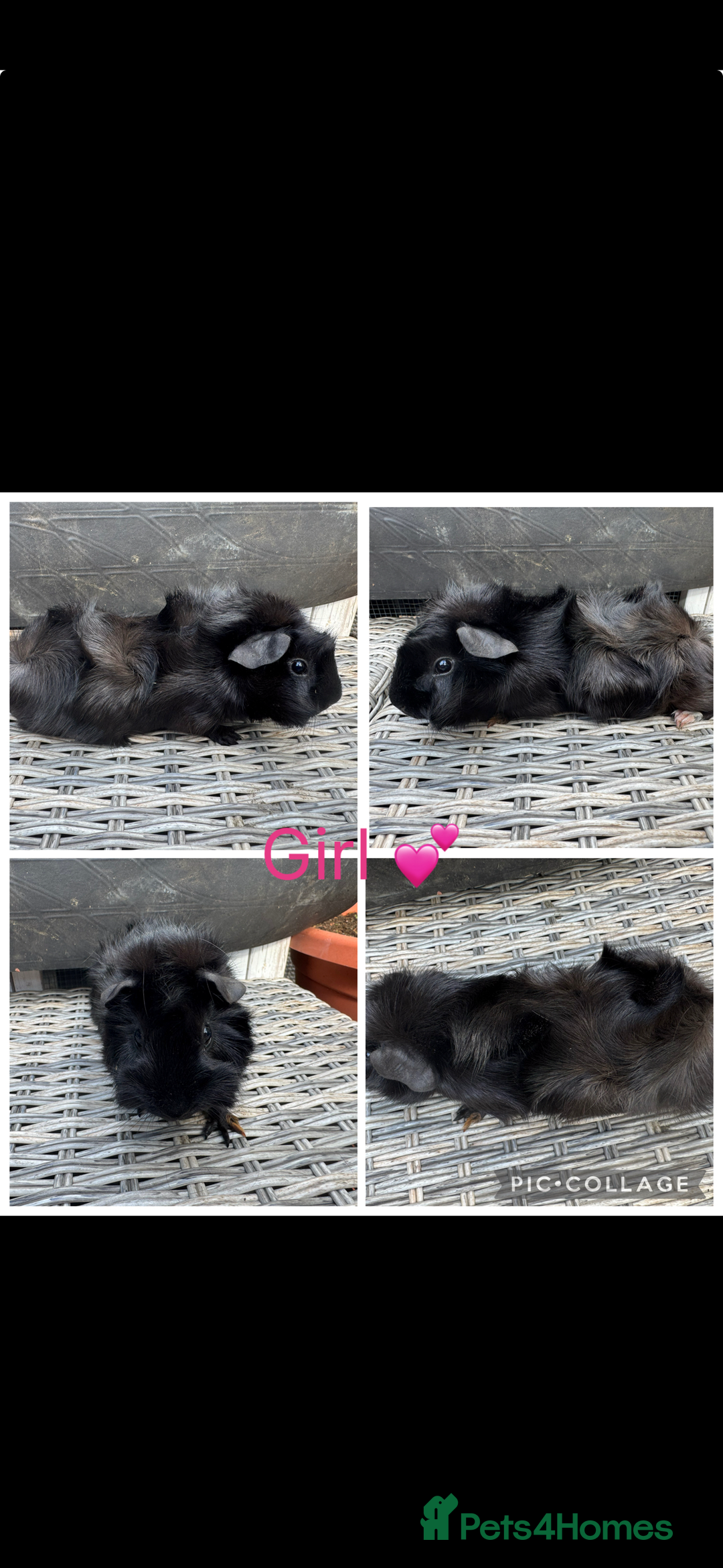 Guinea Pig rodents for sale: Mixture of Girl & Boy piggy’s looking for new laps - Advert 9