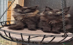 Maine Coon cats for sale: Beautiful Maine Coon babies  - Image 10