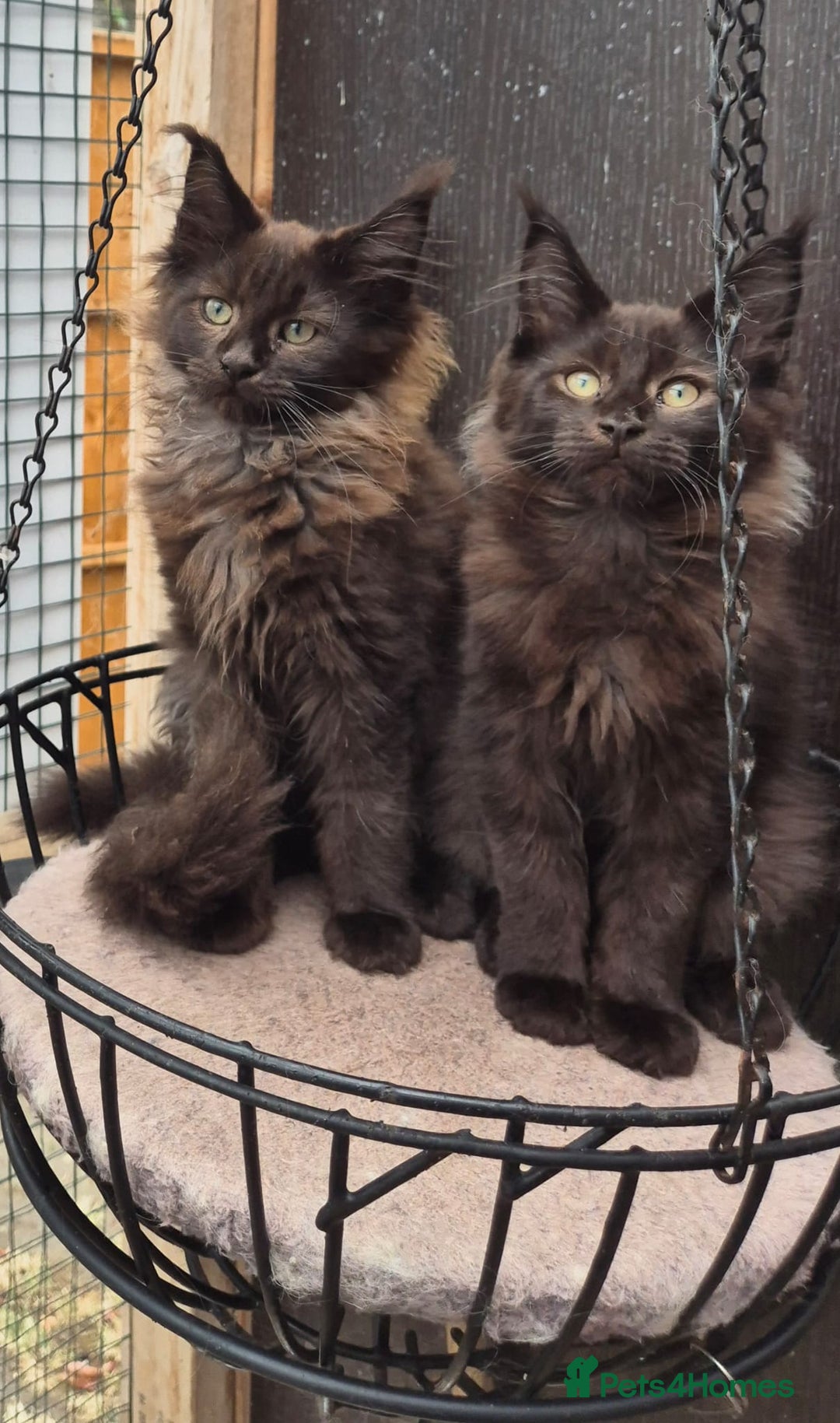 Maine Coon cats for sale: Beautiful Maine Coon babies  - Image 10