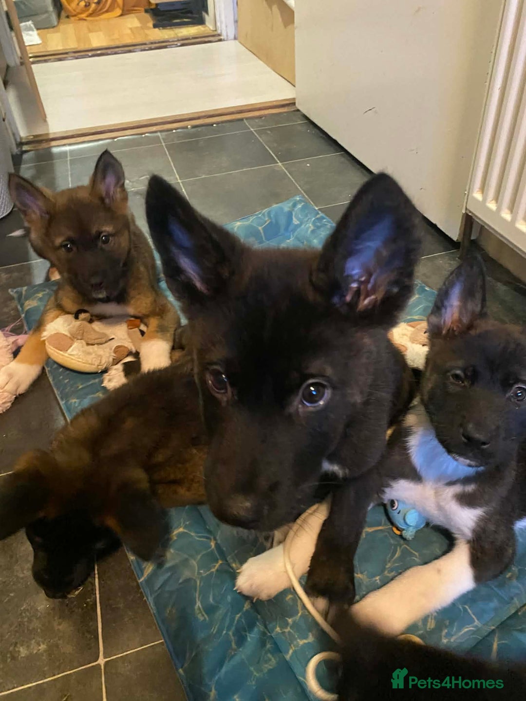 Mixed Breed dogs for sale: Chunky Akita/Huskita mix puppies - Advert 5