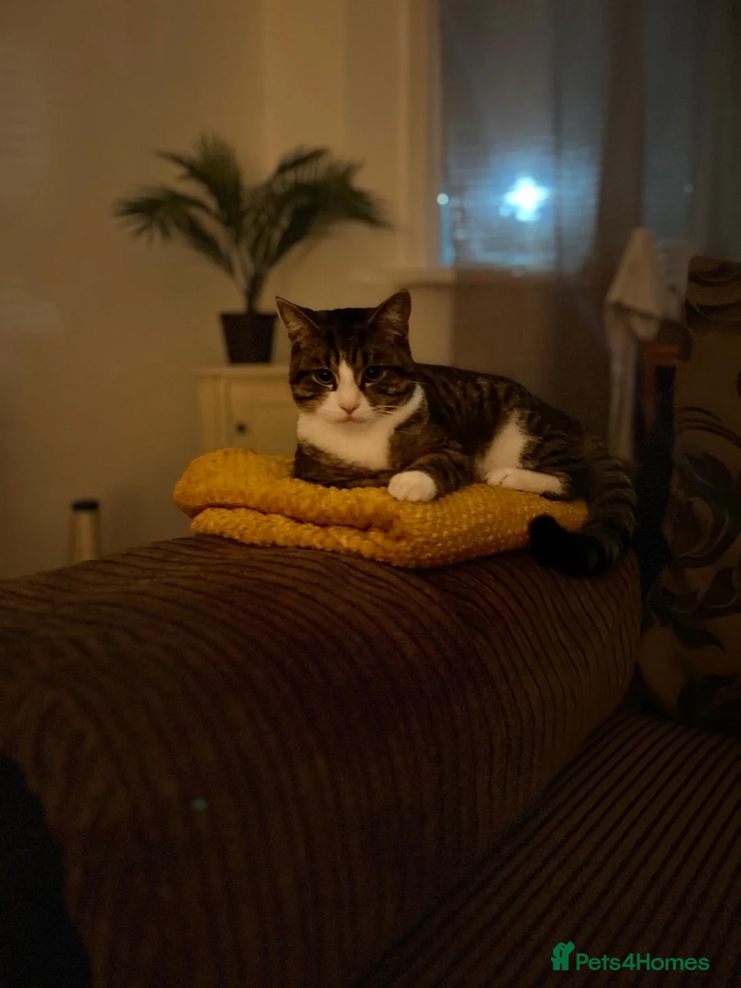 Domestic Shorthair cats for sale: Cats looking for new home - Advert 3