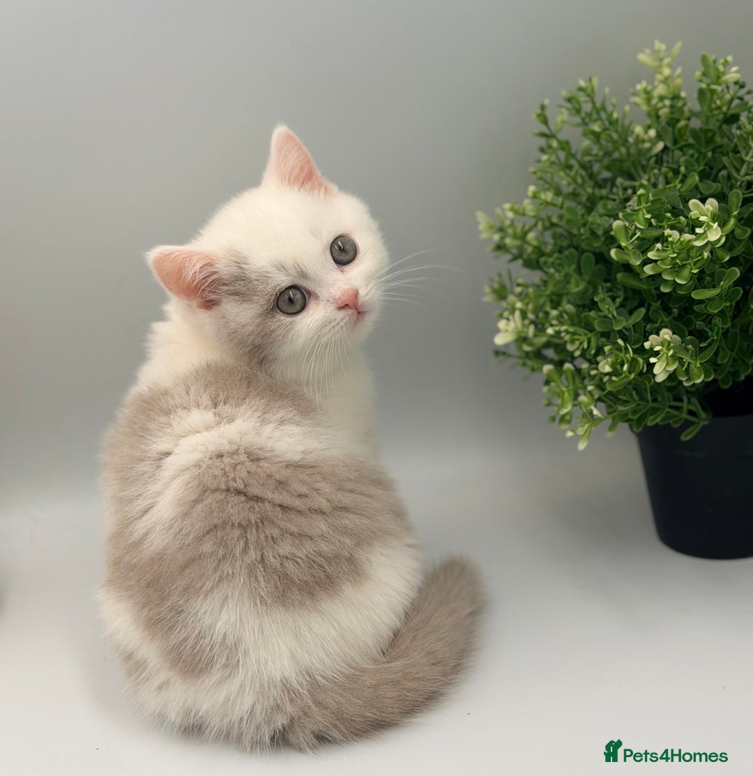 British Shorthair cats for sale: PEDIGREE REGISTERED CHUNKY BRITISH SHORTHAIRS  - Advert 15