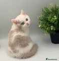 British Shorthair lilac bi colour 1