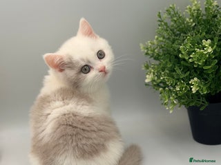 British Shorthair cats PEDIGREE REGISTERED CHUNKY BRITISH SHORTHAIRS - Advert 1