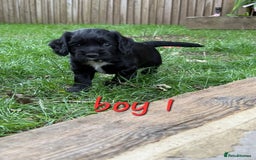 Cocker Spaniel dogs for sale: Beautiful Cocker Spaniel Puppies - Image 3
