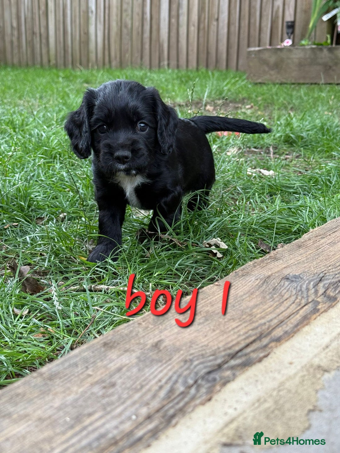 Cocker Spaniel dogs for sale: Beautiful Cocker Spaniel Puppies - Image 3