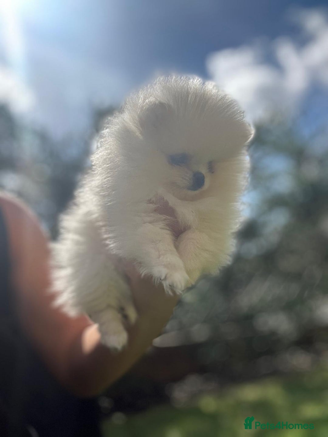 Pomeranian dogs for sale: Quality girl ready now PRINCESS 💕 - Image 26