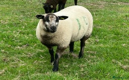 Sheep livestock for sale: Selection of ewe and ram lambs  - Image 1