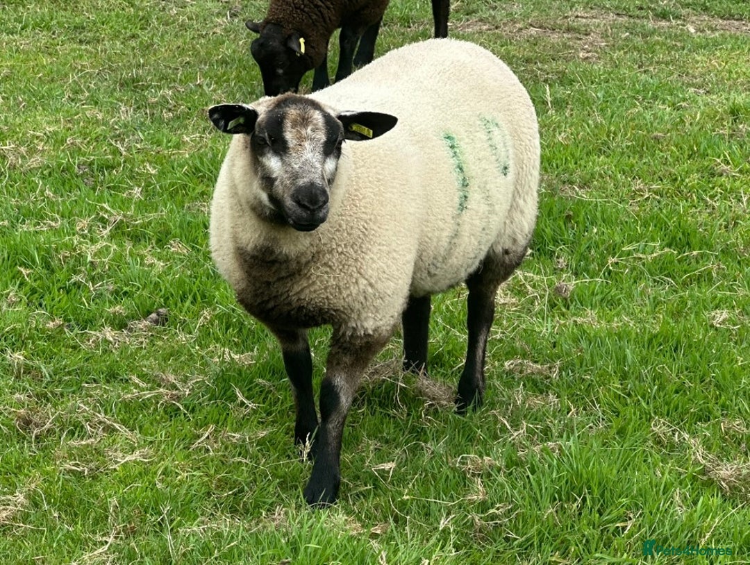 Sheep livestock for sale: Selection of ewe and ram lambs  - Image 1