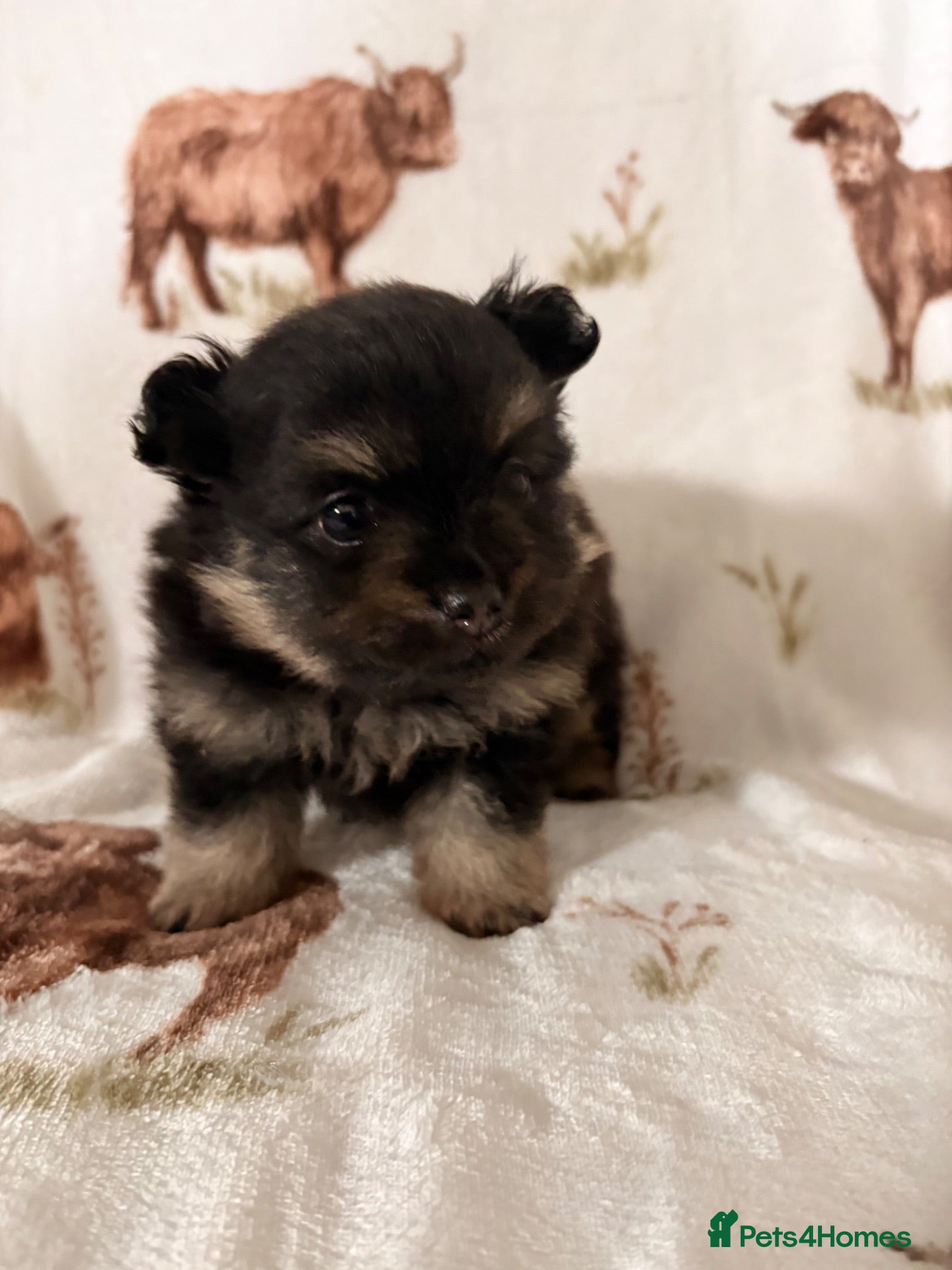 Pomeranian dogs Black and Tan pom girl  - Advert 12