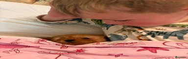 Cockapoo 3