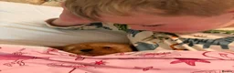 Cockapoo dogs for sale: Stunning cockapoo puppies ready now 😘❤️ - Advert 9