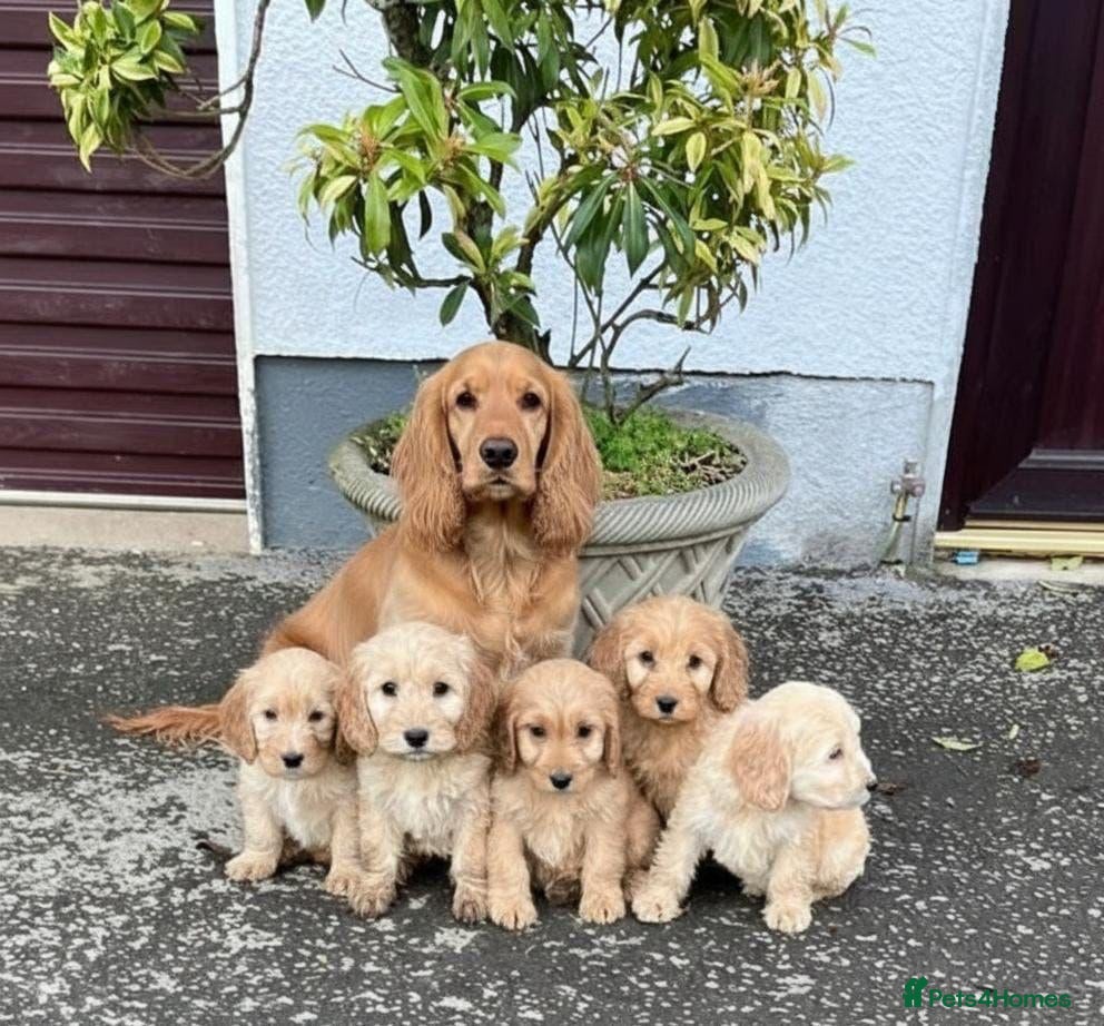 Cockapoo dogs Cockapoo puppies  - Advert 1