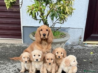 Cockapoo dogs Cockapoo puppies - Advert 1