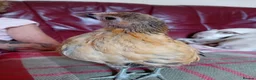 Chickens poultry for sale: Indoor Therapy Serama Hen -  Highly Tame - Advert 15