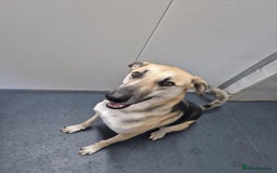 Mixed Breed dogs for adoption: JACK FOR ADOPTION OR FOSTER IN CORNWALL OR DEVON - Image 22