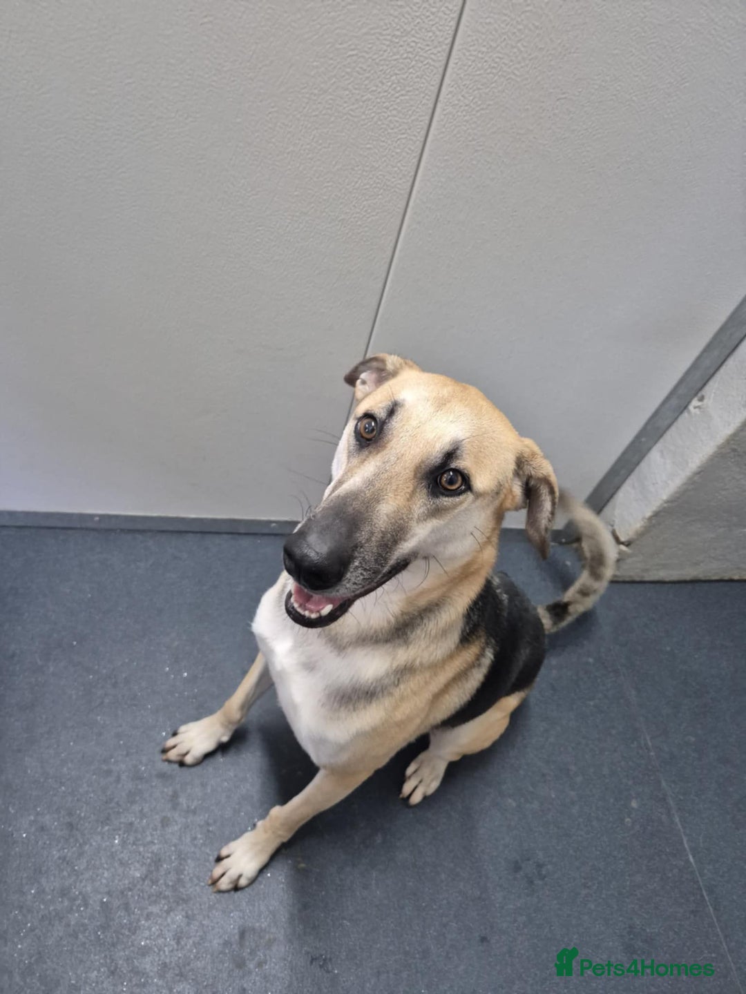 Mixed Breed dogs for adoption: JACK FOR ADOPTION OR FOSTER IN CORNWALL OR DEVON - Image 22