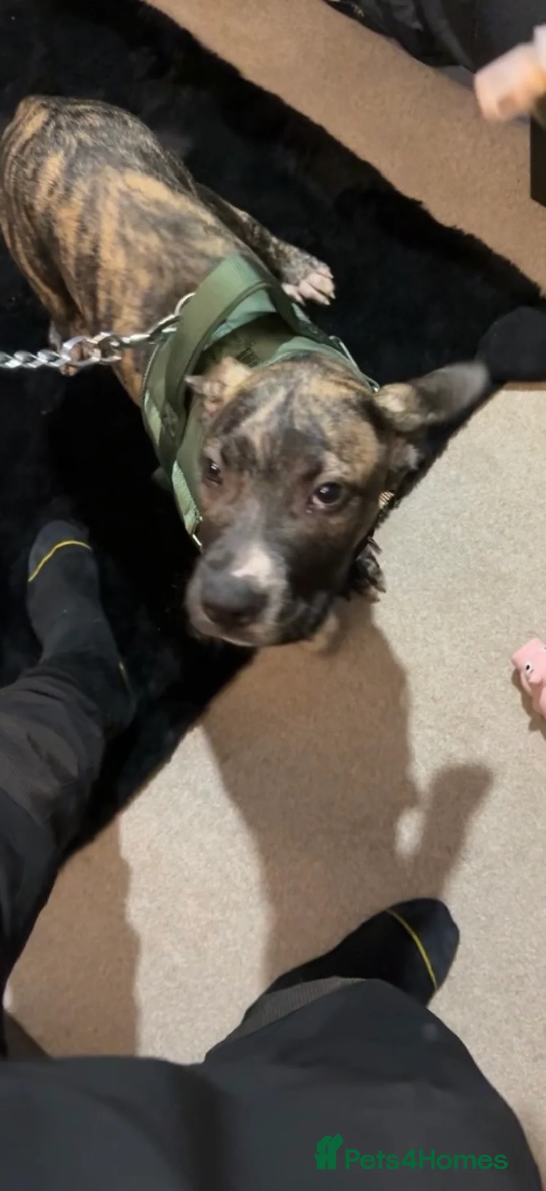 Mixed Breed dogs for sale: Presa canario cross Staffordshire terrior  - Advert 2