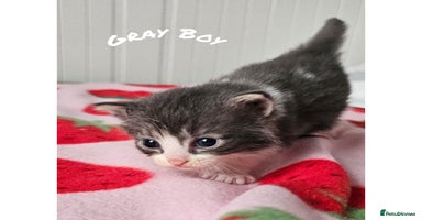Mixed Breed cats - Advert 4