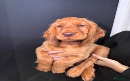Cocker Spaniel dogs for sale: Pure breed cocker spaniels puppies  - Image 17