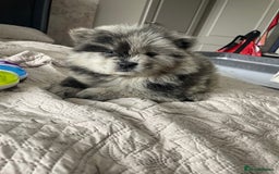 Chow Chow dogs for sale: Chow chow pups - Image 7