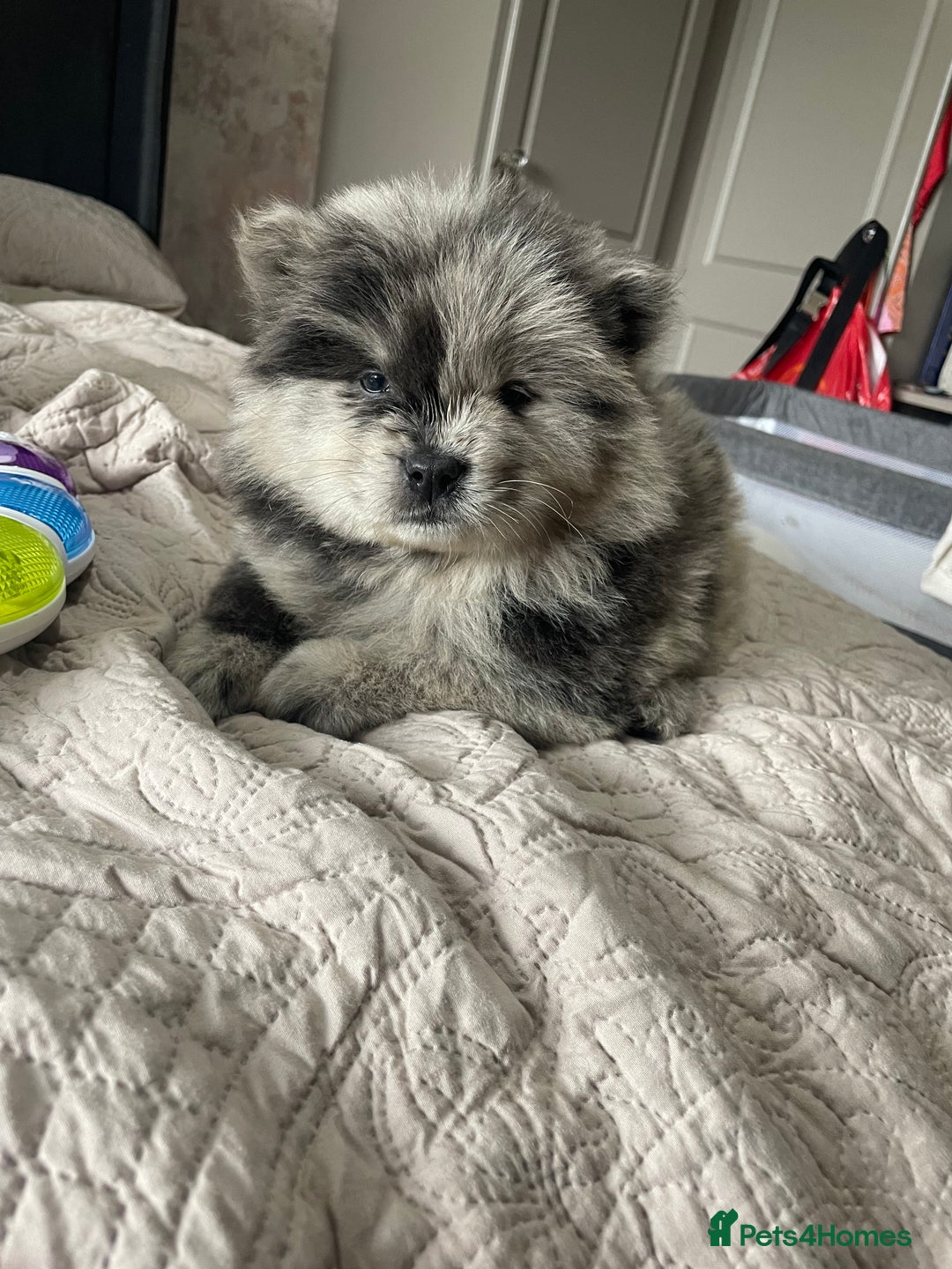 Chow Chow dogs for sale: Chow chow pups - Image 7